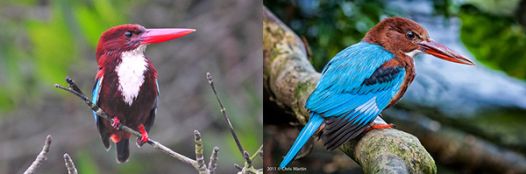 The blue is said to be similar to the kingfisher's feathers. Which is also similar to Peacock feather colours.